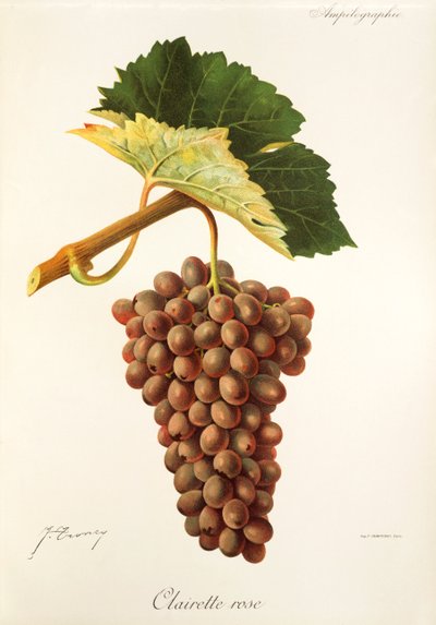 Clairette Rose üzüm, J. Troncy by Jules Troncy