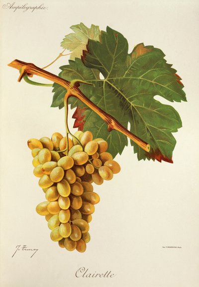 Clairette üzümü, J. Troncy by Jules Troncy