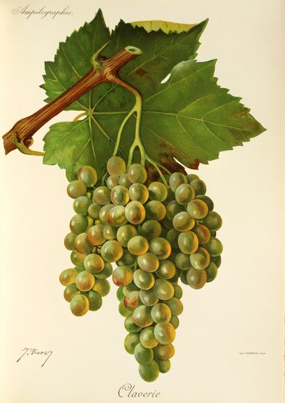 Claverie üzümü, J. Troncy by Jules Troncy