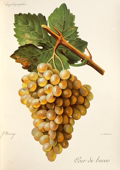 Coer de Bacco üzümü, J. Troncy by Jules Troncy