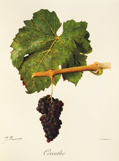 Corinthe üzümü, J. Troncy by Jules Troncy