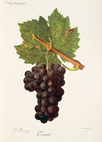 Kornet üzümü, J. Troncy by Jules Troncy
