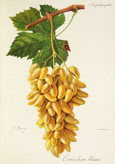 J. Troncy tarafından kornişon beyaz üzüm by Jules Troncy