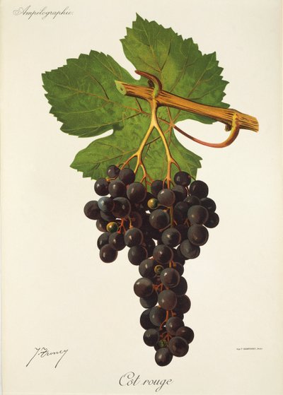Cot Rouge üzümü, J. Troncy by Jules Troncy