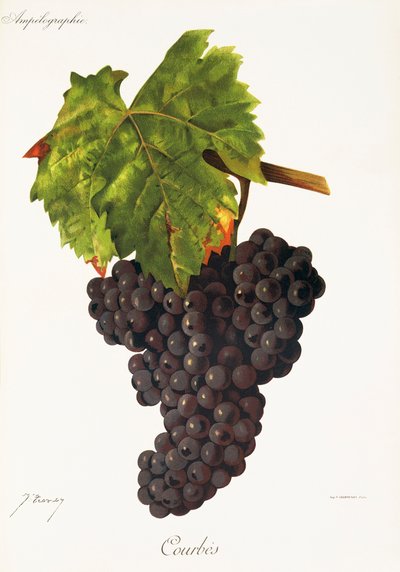 Courbes üzümü, J. Troncy by Jules Troncy
