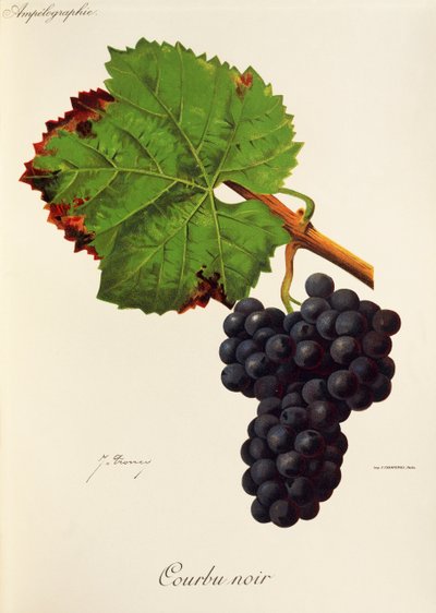 Courbu Siyah üzüm, J. Troncy by Jules Troncy