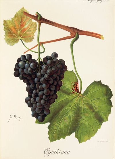 Cynthiana üzümü, J. Troncy by Jules Troncy