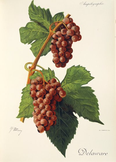 J. Troncy tarafından Delaware üzümü by Jules Troncy