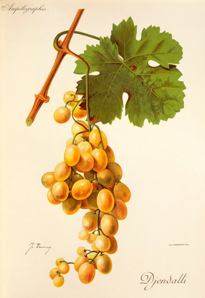 Djendalli üzümü, J. Troncy by Jules Troncy