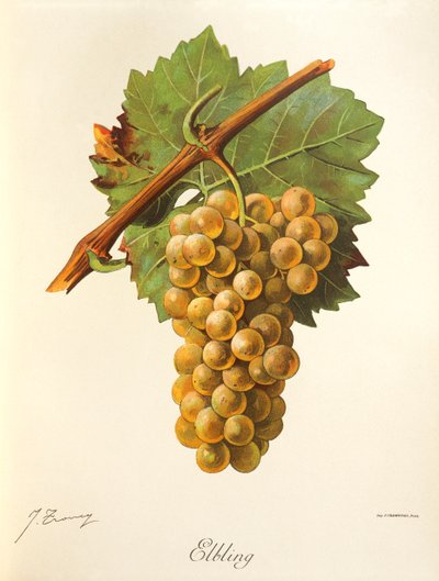 Elbling üzümü, J. Troncy by Jules Troncy