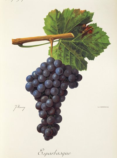 Esparbasque üzümü, J. Troncy by Jules Troncy