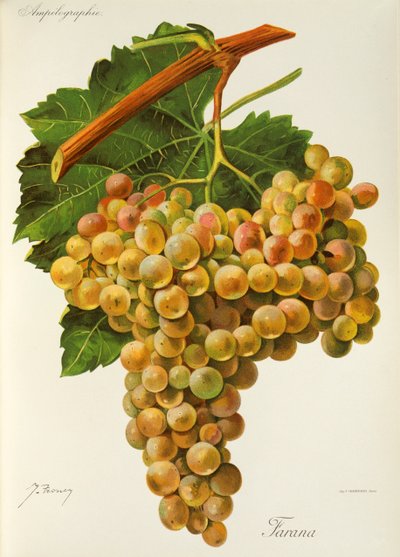 Farana üzümü, J. Troncy by Jules Troncy