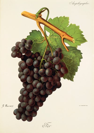 Fer üzümü, J. Troncy by Jules Troncy