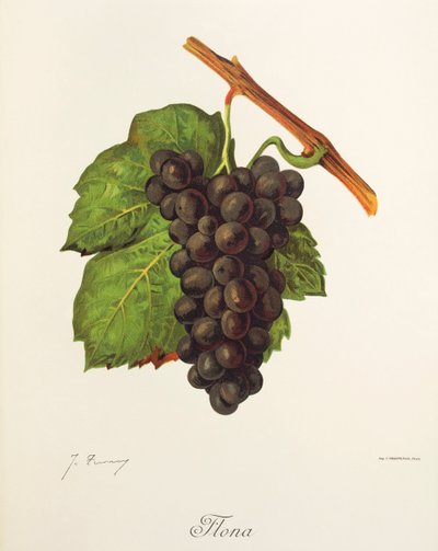 Flona üzümü, J. Troncy by Jules Troncy