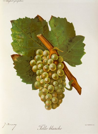 Folle Blanche üzümü, J. Troncy by Jules Troncy