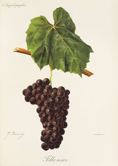 Folle Noire üzümü, J. Troncy by Jules Troncy