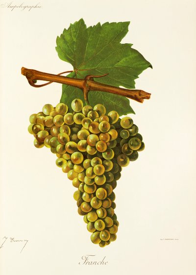 Franche üzümü, J. Troncy by Jules Troncy