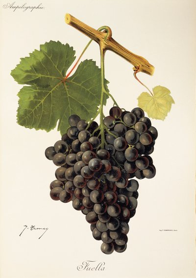 Fuella üzümü, J. Troncy by Jules Troncy