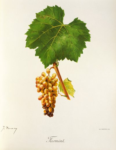 Furmint üzümü, J. Troncy by Jules Troncy