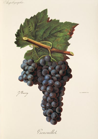 Genouillet üzümü, J. Troncy by Jules Troncy