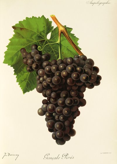 Goncalo Pires üzümü, J. Troncy by Jules Troncy