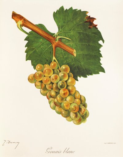 Gouais Blanc üzümü, J. Troncy by Jules Troncy