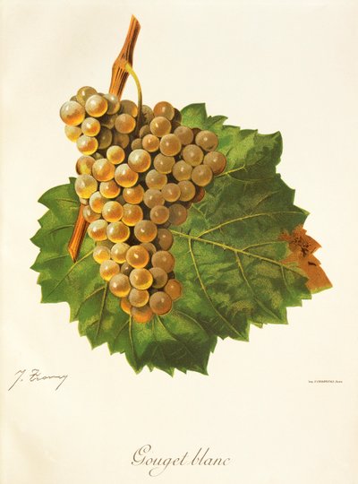 Gouget Blanc üzümü, J. Troncy by Jules Troncy