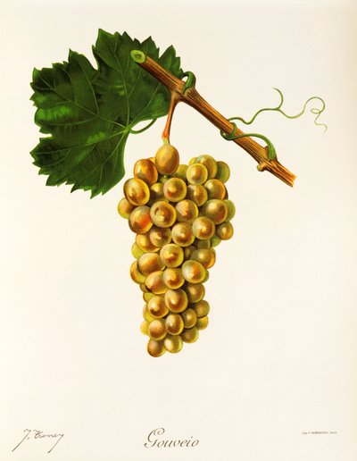 Gouveio üzümü, J. Troncy by Jules Troncy