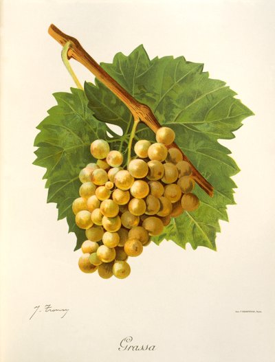 J. Troncy tarafından yağlı üzüm by Jules Troncy