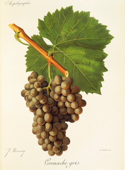 Grenache Gris üzümü, J. Troncy by Jules Troncy
