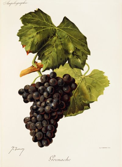 Grenache üzümü, J. Troncy by Jules Troncy