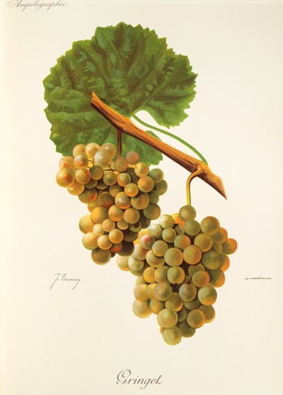 Gringet üzümü J. Troncy by Jules Troncy