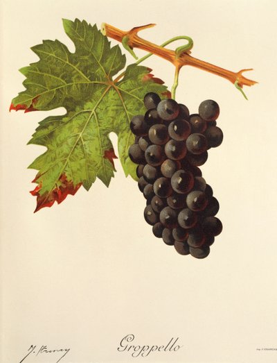 Groppello üzümü, J. Troncy by Jules Troncy