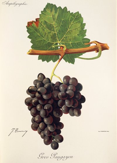 Gros Paugayen üzümü, J. Troncy by Jules Troncy