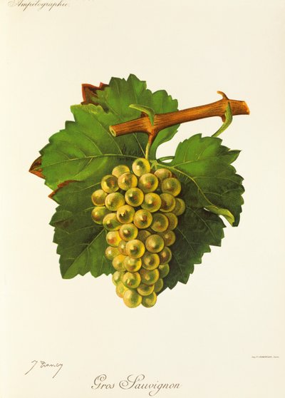 Gros Sauvignon üzümü, J. Troncy by Jules Troncy