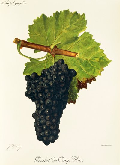 Groslot de Cinq Mars üzümü, J. Troncy by Jules Troncy