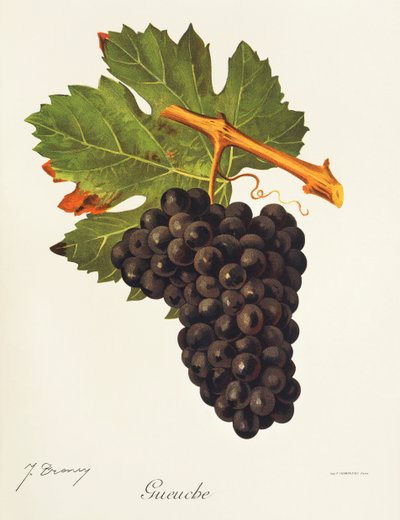 Gueuche üzümü, J. Troncy by Jules Troncy
