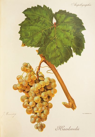 Harslevelu üzümü, J. Troncy by Jules Troncy