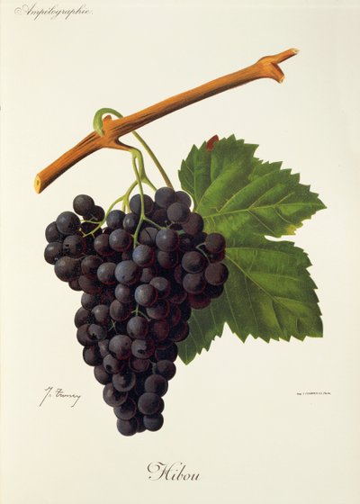 Baykuş üzümü, J. Troncy by Jules Troncy
