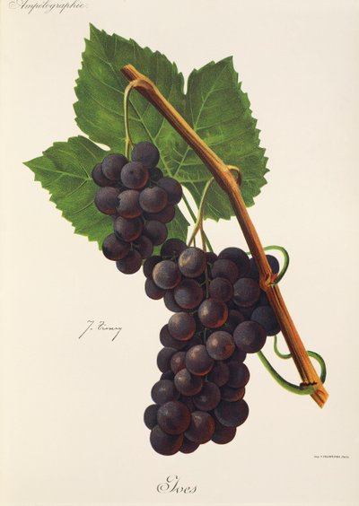 Ives üzümü, J. Troncy by Jules Troncy