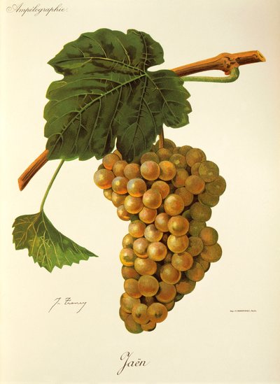 J. Troncy tarafından Jaen üzümü by Jules Troncy