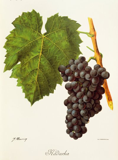 J. Troncy tarafından Kadarka üzümü by Jules Troncy