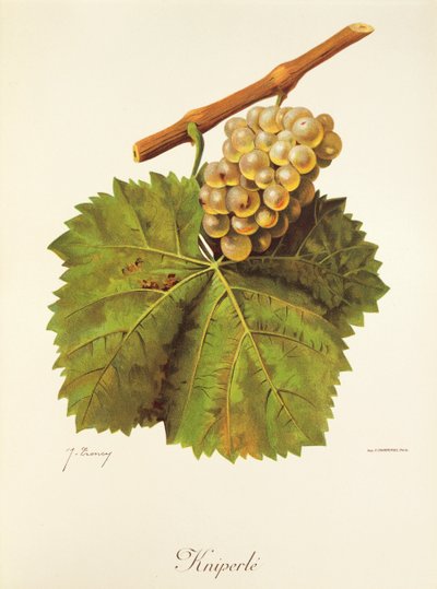 Kniperle üzümü, J. Troncy by Jules Troncy
