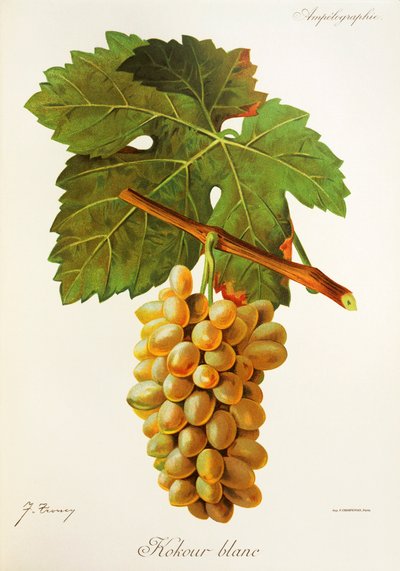 Kokour Blanc üzümü, J. Troncy by Jules Troncy