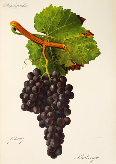 Limberger üzümü, J. Troncy by Jules Troncy