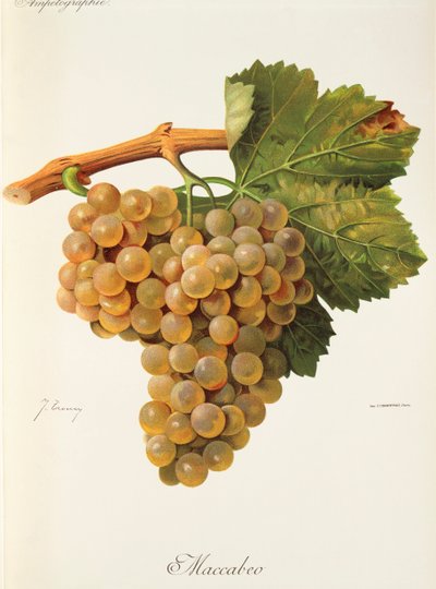 Maccabeo üzümü, J. Troncy by Jules Troncy