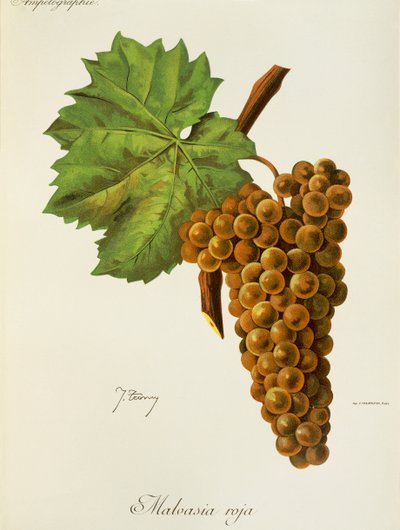 Malvasia Roja üzümü, J. Troncy by Jules Troncy