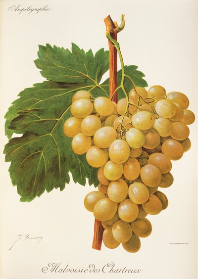 Malvoisie des Chartreux üzümü, J. Troncy by Jules Troncy