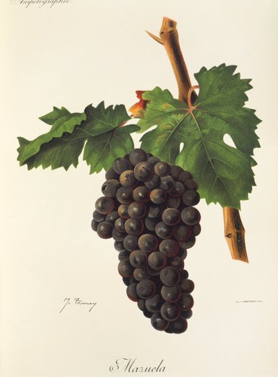 Mazuela üzümü, J. Troncy by Jules Troncy