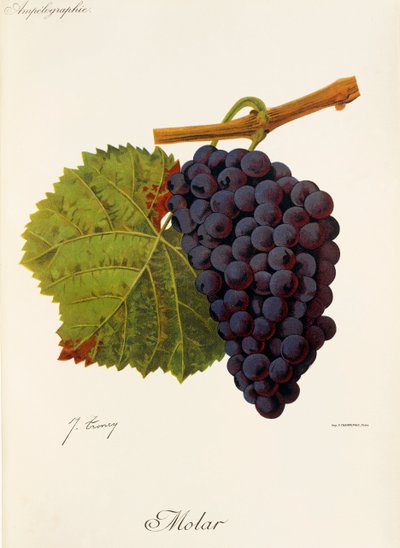 J. Troncy tarafından molar üzüm by Jules Troncy